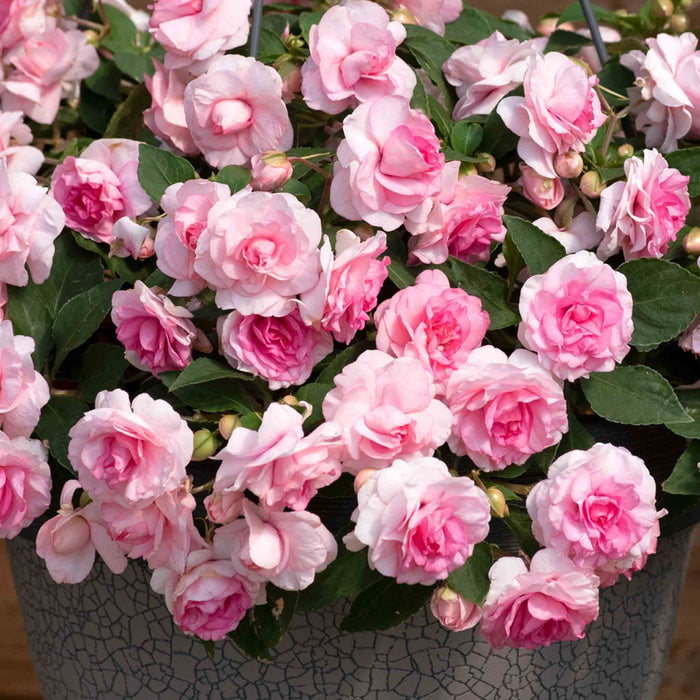 Potted plant with pink flowers and green leaves