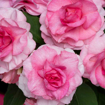 Close-up of pink and white flowers with green leaves
