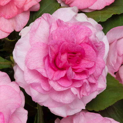 Busy Lizzie 'Glimmer Double Pink'