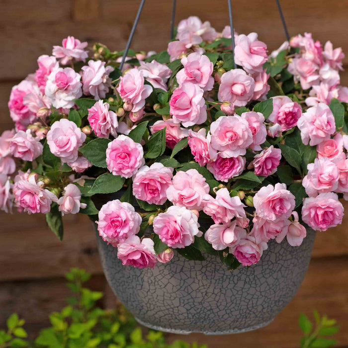 Busy Lizzie 'Glimmer Double Pink'