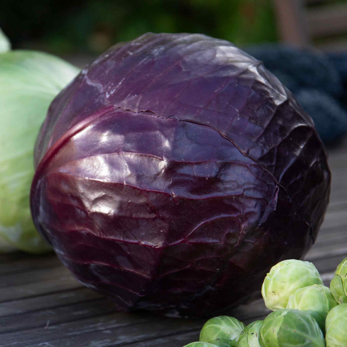 Cabbage 'Red Rovite'