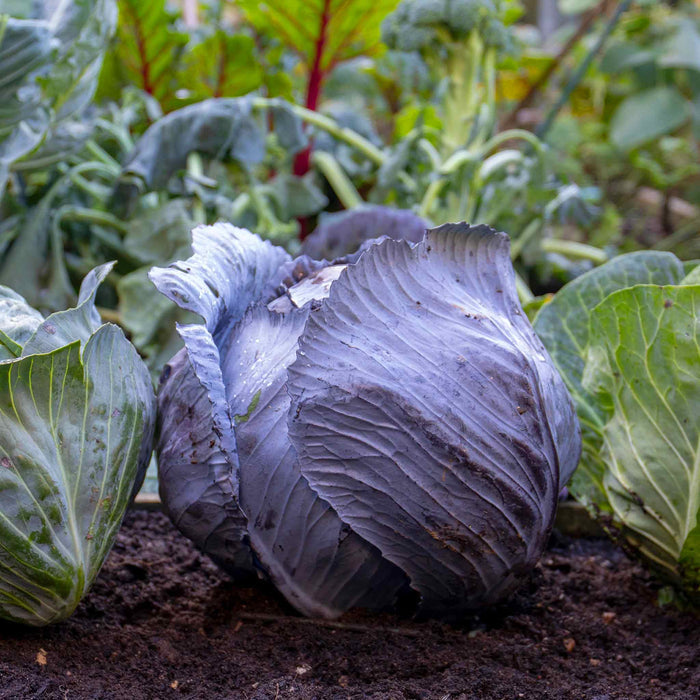 Cabbage 'Red Rovite'