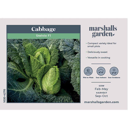 Cabbage Seeds 'Stelvio'