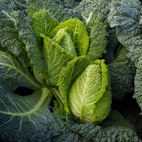 Cabbage 'Stelvio'