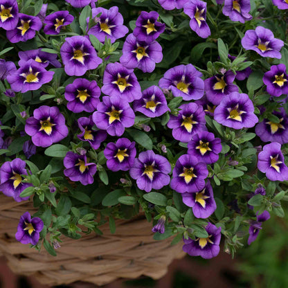 Calibrachoa 'Cabaret Special Bumble Bee Blue'