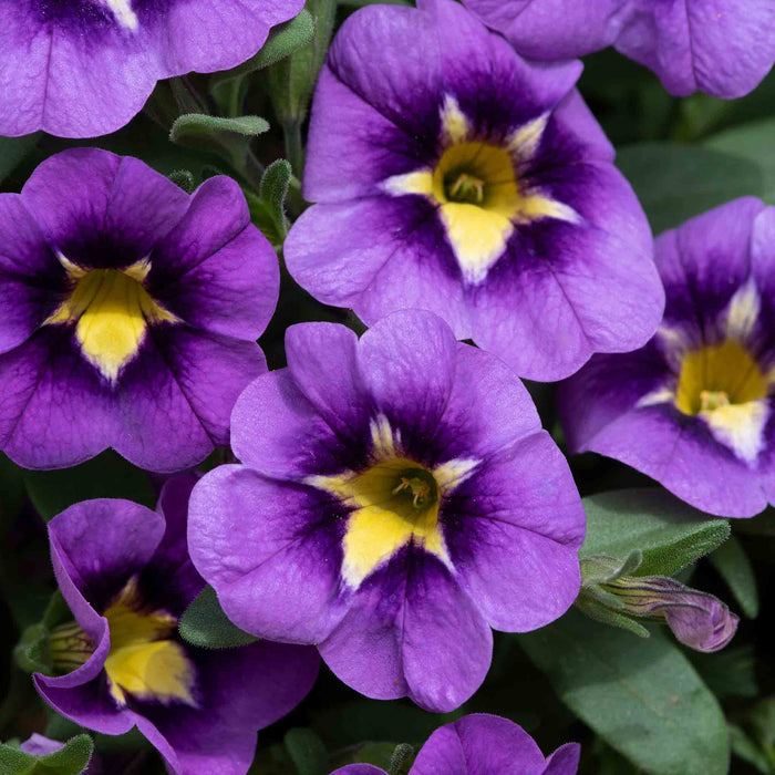 Calibrachoa 'Cabaret Special Bumble Bee Blue'