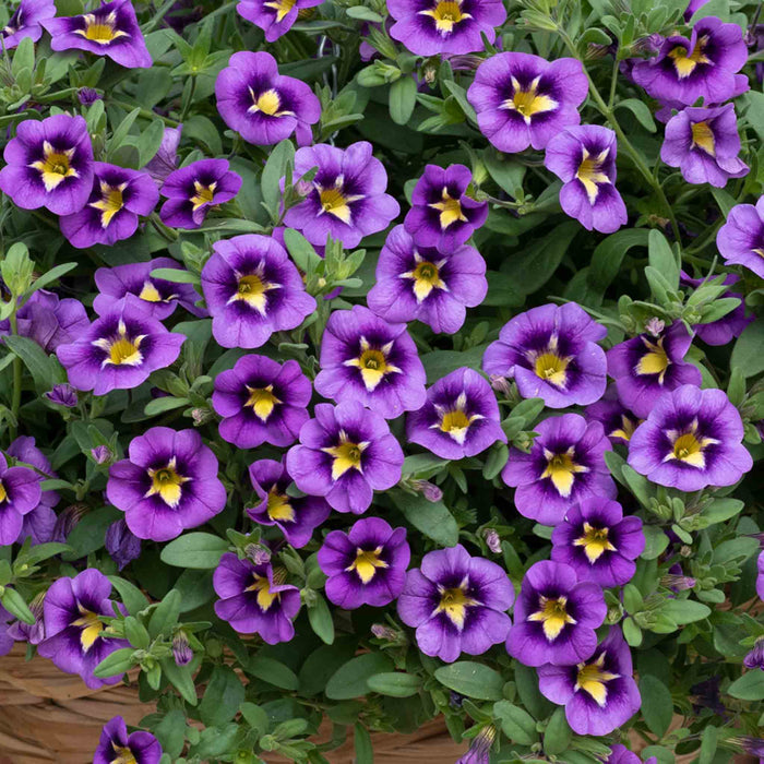 Calibrachoa 'Cabaret Special Bumble Bee Blue'