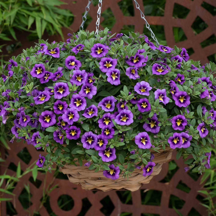 Calibrachoa 'Cabaret Special Bumble Bee Blue'