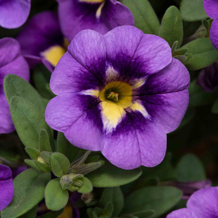 Calibrachoa 'Cabaret Special Bumble Bee Blue'