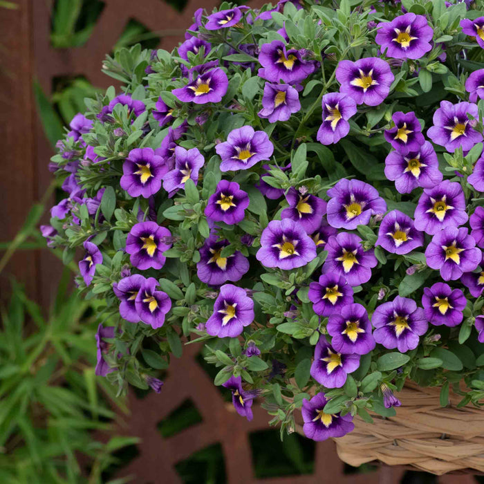 Calibrachoa 'Cabaret Special Bumble Bee Blue'