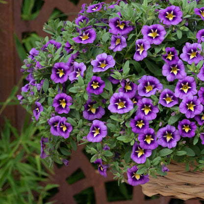 Calibrachoa 'Cabaret Special Bumble Bee Blue'