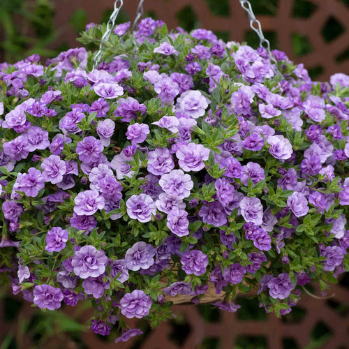 Hanging basket with purple and white flowers