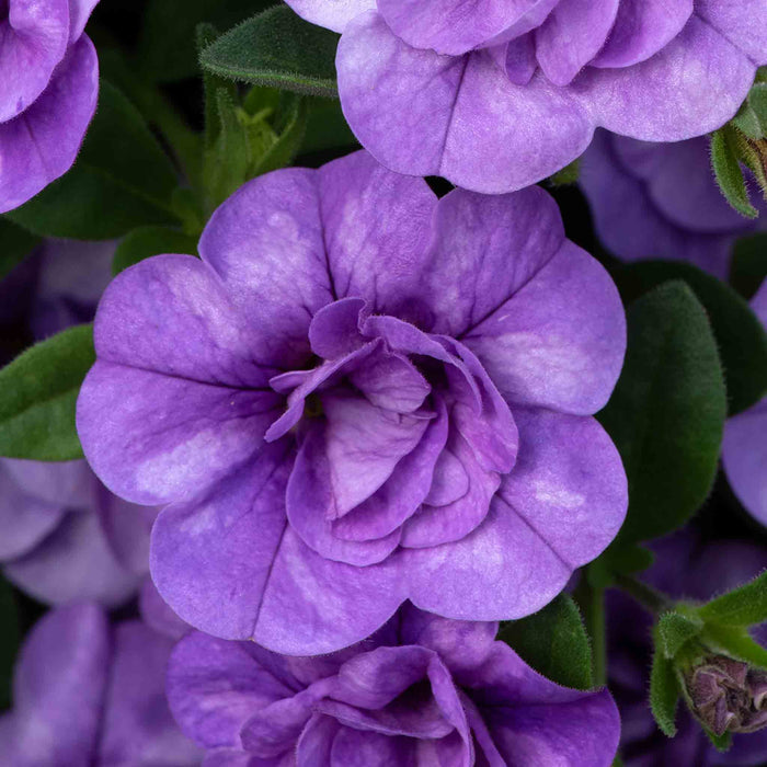 Calibrachoa 'Caberet Double Sky Blue'