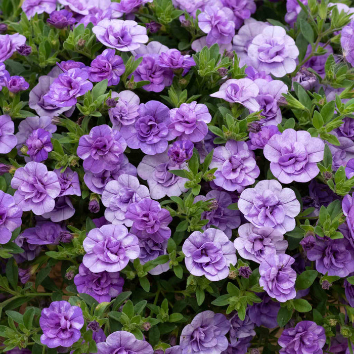 Calibrachoa 'Caberet Double Sky Blue'