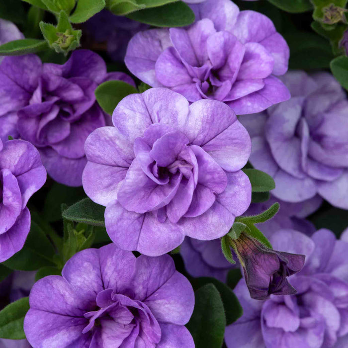 Calibrachoa 'Caberet Double Sky Blue'