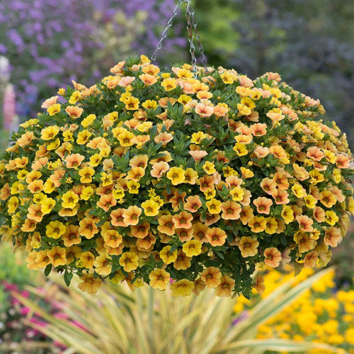 Hanging basket of yellow and orange flowers with a blurred garden background