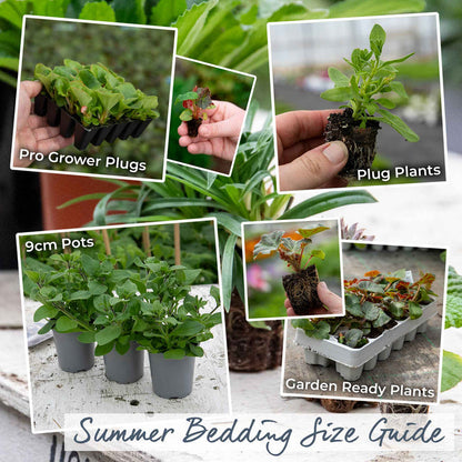 Collage of various stages of plant growth from plugs to garden-ready plants with text labels.