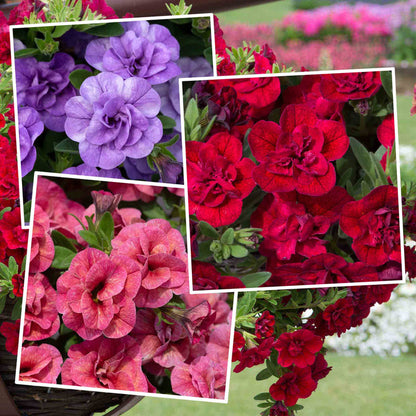 Collage of purple, red, and pink flowers with green leaves.