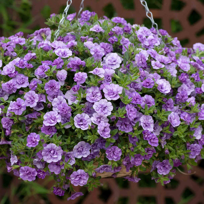 Hanging basket with purple and white flowers