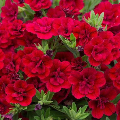 Calibrachoa 'Double' Collection