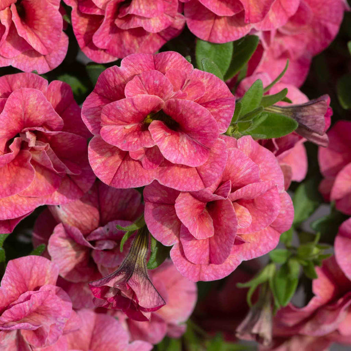 Close-up of pink petunia flowers with green leaves