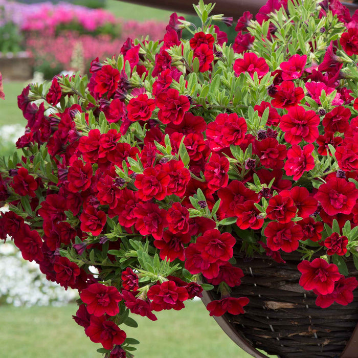 Calibrachoa 'Double' Collection