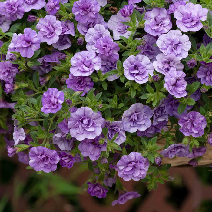 Calibrachoa 'Double' Collection