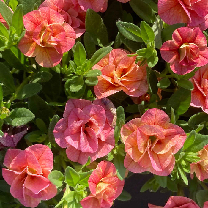 Calibrachoa 'Plant 'Cabaret Double Apricote'