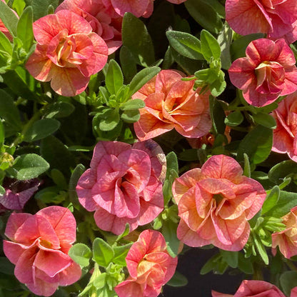 Calibrachoa 'Plant 'Cabaret Double Apricote'