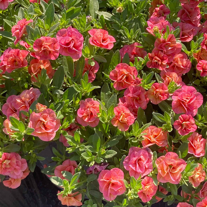 Calibrachoa 'Plant 'Cabaret Double Apricote'