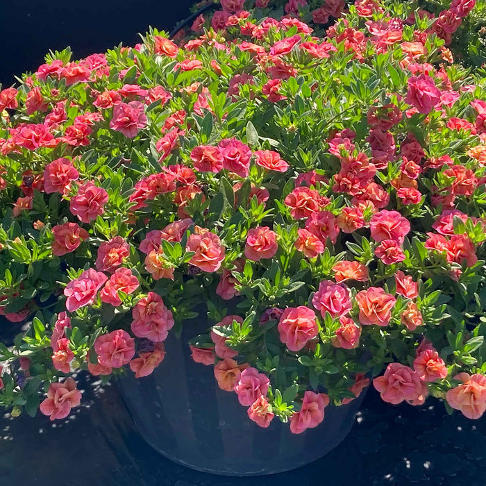 Calibrachoa 'Plant 'Cabaret Double Apricote'