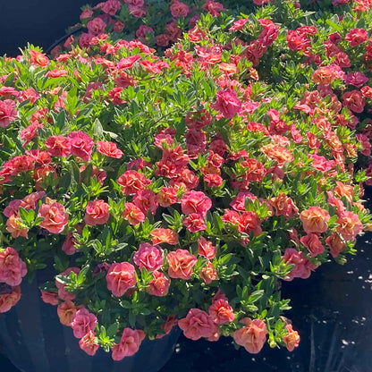 Calibrachoa 'Plant 'Cabaret Double Apricote'