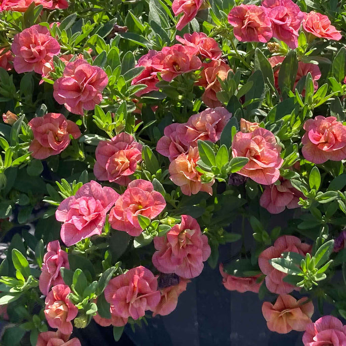 Calibrachoa 'Plant 'Cabaret Double Apricote'