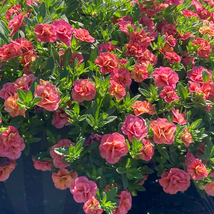 Calibrachoa 'Plant 'Cabaret Double Apricote'