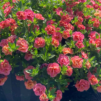 Calibrachoa 'Plant 'Cabaret Double Apricote'