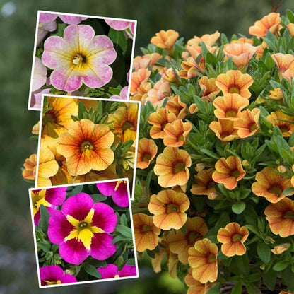Close-up of colorful flowers with three inset images showing different flower types.