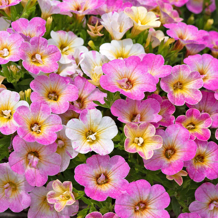 An image displaying vibrant pink and yellow calibrachoa flowers, with a dense packed arrangement that creates a striking multicolour effect.