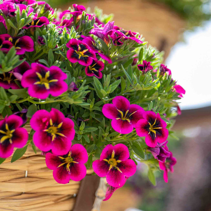 Close-up of pink flowers with green leaves in a woven basket.
