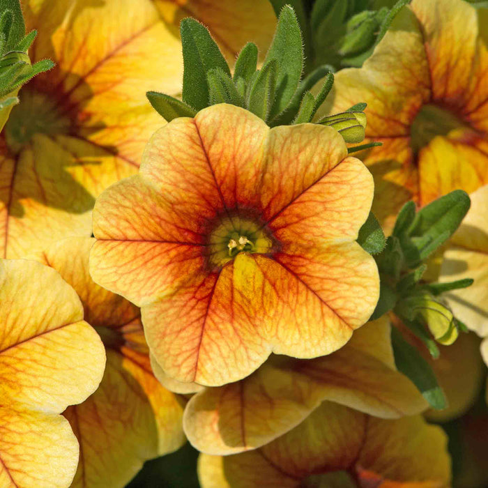 Close-up of a vibrant orange and yellow flower with green leaves.