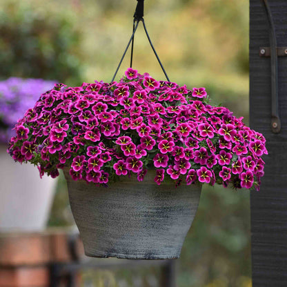 Potted plant with pink flowers hanging outdoors