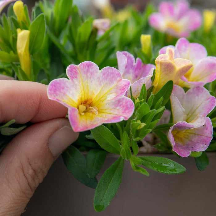Calibrachoa 'Single' Collection