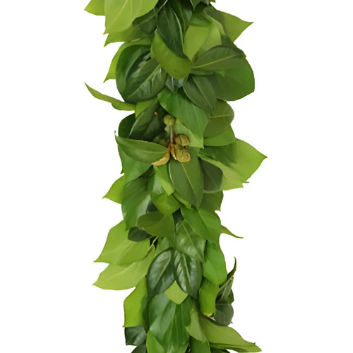 Camellia Greens Garland