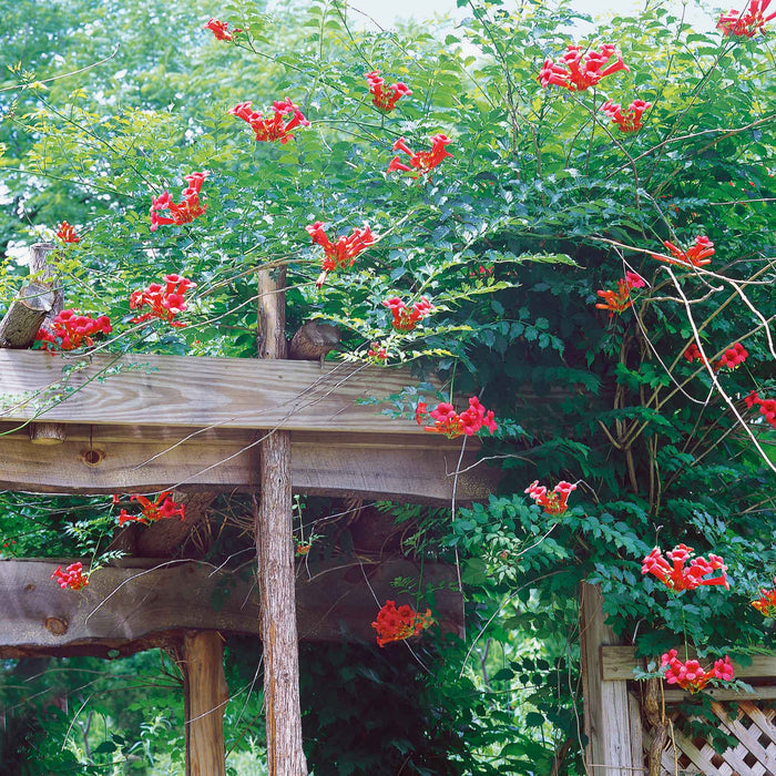 Campsis 'Ebony & Red'