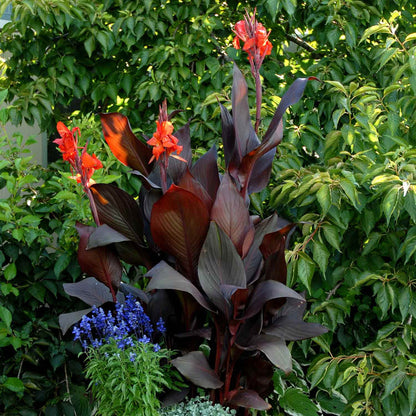 Canna Lily Plant 'Tropicanna Black' - 1 x 9cm Potted Plant
