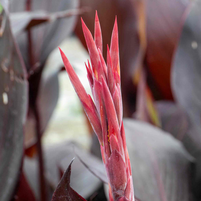 Canna 'Tropicana Black'