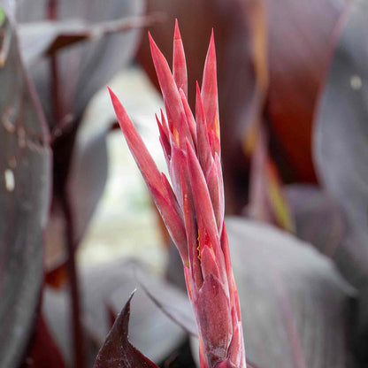 Canna 'Tropicana Black'