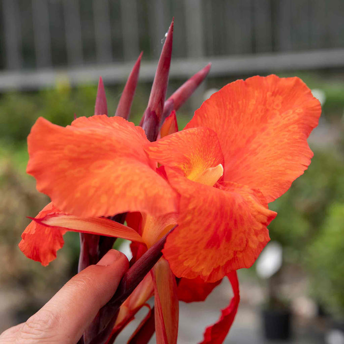 Canna 'Tropicana Black'