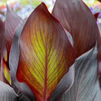 Canna 'Tropicana Black'