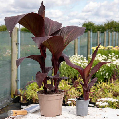 Canna 'Tropicana Black'