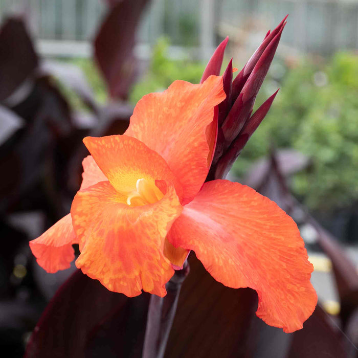 Canna 'Tropicana Black'